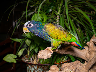 Pionus parrot perched on a branch © Boyce