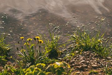 Yellow dandelions on the background of the river surrounded by stones and green grass