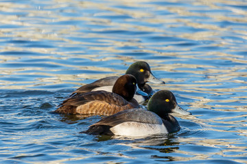 Duck. Flock of  lesser scaup. Lesser scaup is small American diving duck. Ducks  on the river during migrating to north 