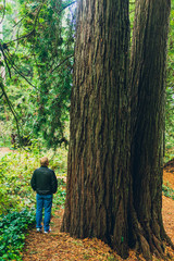 A man and two massive redwood tress in the forest