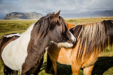 Icelandic ponies (horses) in the countryside in Iceland
