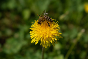 Bee looking for pollen on a yellow flower