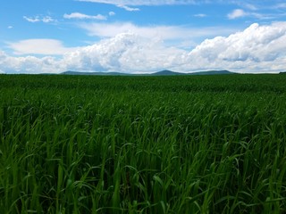 green field and blue sky