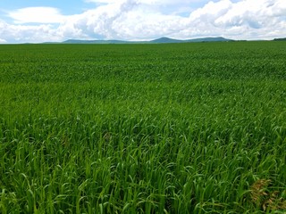 green field and blue sky