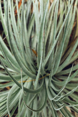 Obraz premium Large fleshy succulent desert agave