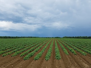 rows of young plants in field