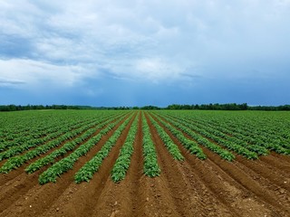 rows of young plants in a field