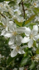 blooming apple tree in spring