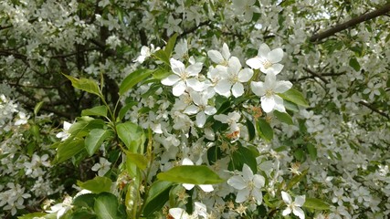 white flowers in garden