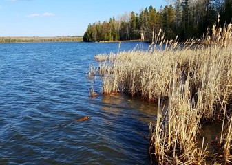 reeds on lake