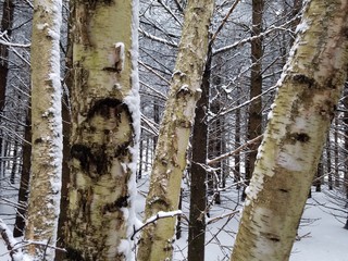 face in tree