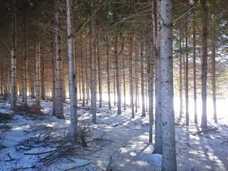 forest in winter