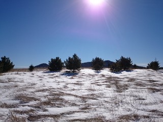 winter landscape with trees