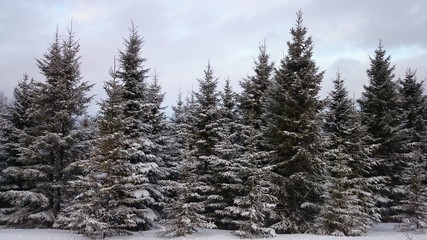 snow covered trees
