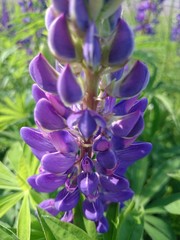 flower in garden