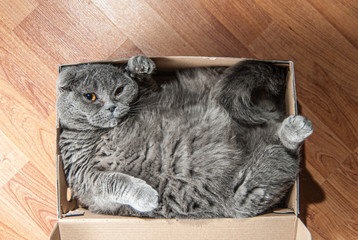 Grey Scottish fold cat sitting in shoe box. Cats are usually very curious andthey like to get into interesting places