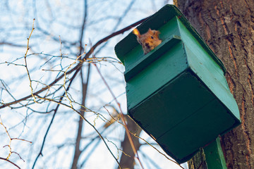 Red squirrel peaking out of its nest on a tree. Sciurus vulgaris. Squirrel's wooden house