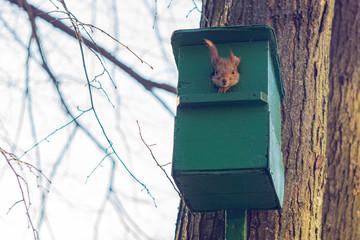 Red squirrel peaking out of its nest on a tree. Sciurus vulgaris. Squirrel's wooden house