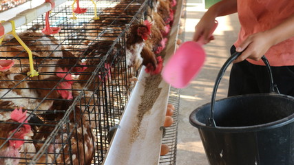 The chickens feed on the farm