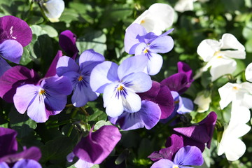 紫色の花　パンジー