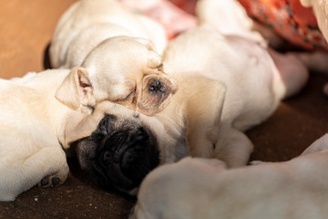 Cute pug puppies sleeping all together