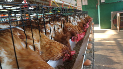 The chickens feed on the farm