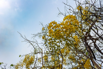 Golden Shower Tree Yellow flowers on the blue sky.