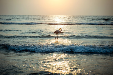 Fototapeta na wymiar Flamingos on the ocean in the rays of setting sun. Lonely Flamingo at sunset over the sea. Big bird walks in the surf.