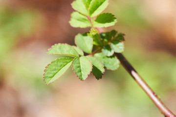 Invasive multiflora rose leaves in early spring.