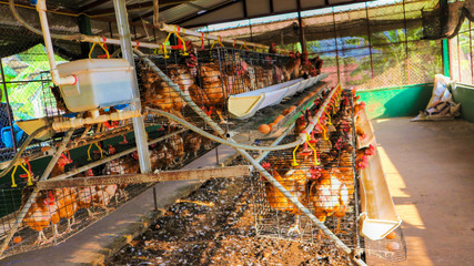 The chickens feed on the farm