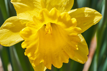A blooming yellow daffodil bathed in sunlight on a beautiful spring day.