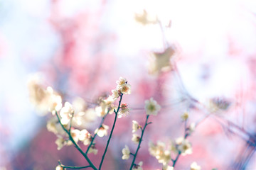 梅の花