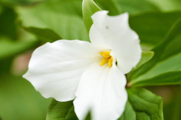 Obraz premium A beautiful blooming white trillium in spring. The flower is pure white, with yellow stamen and lush green leaves