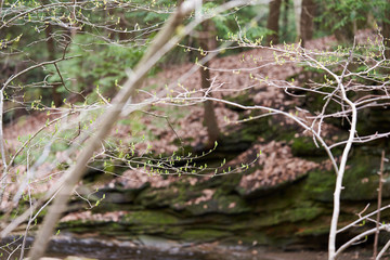 Small, green leaf buds on a tree in early spring, as trees are just beginning to leaf out.