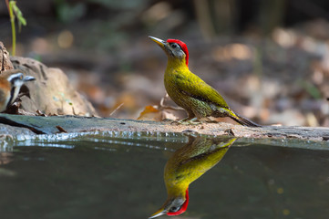 Beautiful  male  woodpecker standing beside a pond.Bamboo woodpecker with red headed feather waiting for drinking water in tropical forest with water reflection image.
