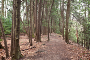 A trail leading through a hemlock forest in Ohio.