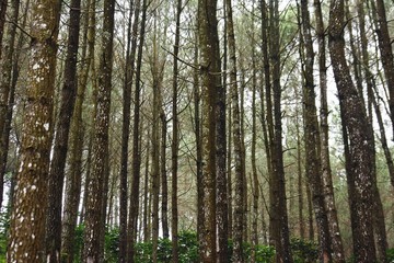 Fototapeta premium a row of dense pine trees