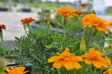 曇り空のマリーゴールド