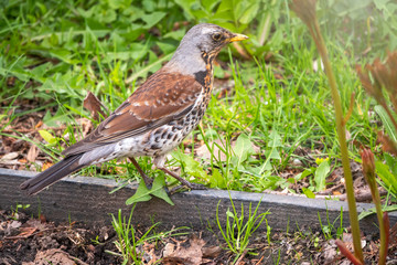 Fieldbird on a green lawn with a blurred background.