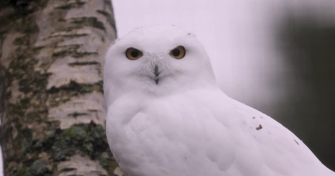 Snowy Owl Curiously Staring at Camera