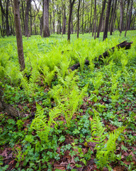Fototapeta premium Spring ferns carpet the floor of a Midwest woodland.