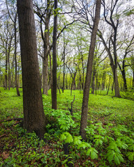 Mayapple wildflowers add their unique umbrella shapes to the spring woods