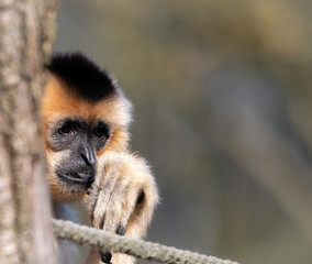 Gibbon