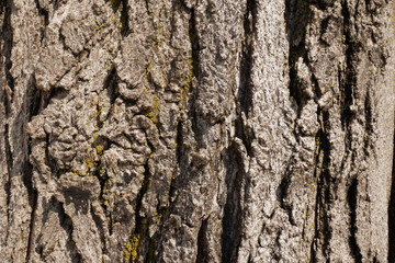 Close up tree's wood surface pattern 