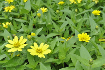 夏に咲くメランポジウム