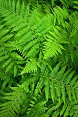 Fototapeta na wymiar Fern fronds form natural abstract patterns in the summer woods.