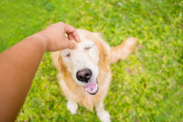Golden Retriever dog smiling from the hands scratching her head