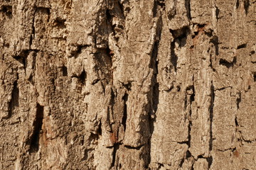 Close up wood surface pattern with heavy shadow cast