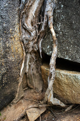 roots on a rock rock detail