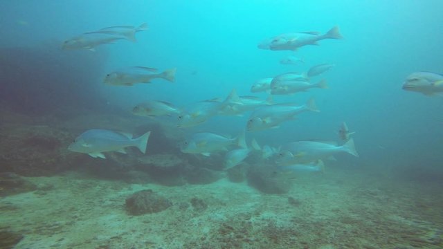 Slow motion video clip of a school of fish on coral reef 